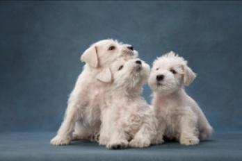 Why Bringing Home Two Puppies from the Same Litter Is a Bad Idea: What
– GivingPaws
